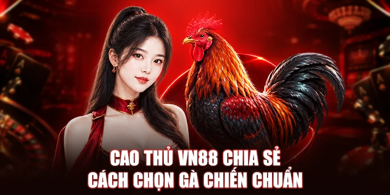 Cao thủ VN88 chia sẻ cách chọn gà chiến chuẩn